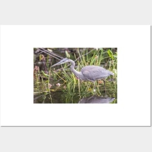 A lone Great Blue Heron Posters and Art